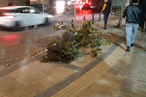 Κινητοποιήθηκε χθες η Πυροσβεστική και η Πολιτική Προστασία του Δήμου Ηρακλείου μετά από ενημέρωση πολίτη για ένα επικίνδυνο να πέσει δέντρο στην αρχή της λεωφ. Πλαστήρα στην Χανιόπορτα.