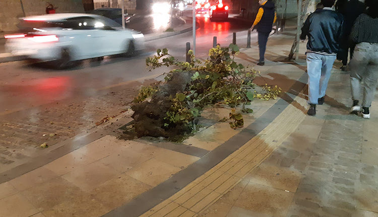 Κινητοποιήθηκε χθες η Πυροσβεστική και η Πολιτική Προστασία του Δήμου Ηρακλείου μετά από ενημέρωση πολίτη για ένα επικίνδυνο να πέσει δέντρο στην αρχή της λεωφ. Πλαστήρα στην Χανιόπορτα.