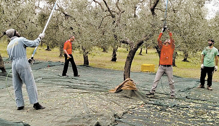 λιομαζωμα ελαιολαδο