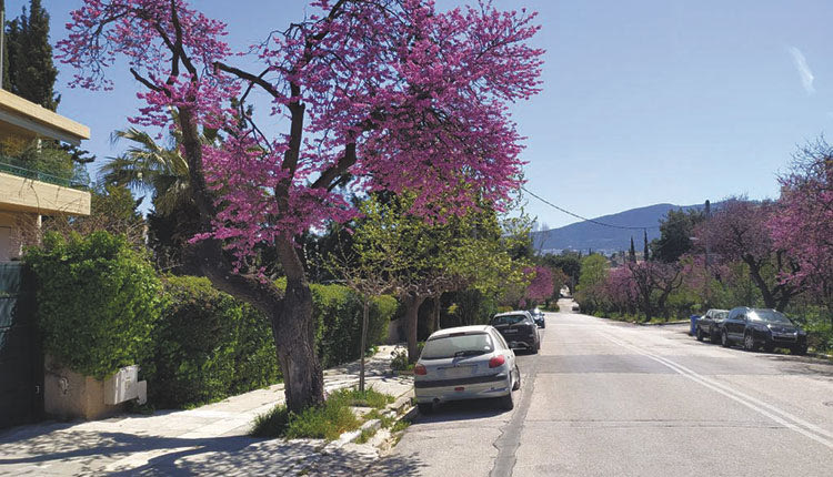 ΜΕΓΑΛΟ ΤΟ ΠΡΟΒΛΗΜΑ ΣΤΟ ΗΡΑΚΛΕΙΟ Μετά τα πεύκα, τις μουριές, “άρρωστες” και οι κουτσουπιές!