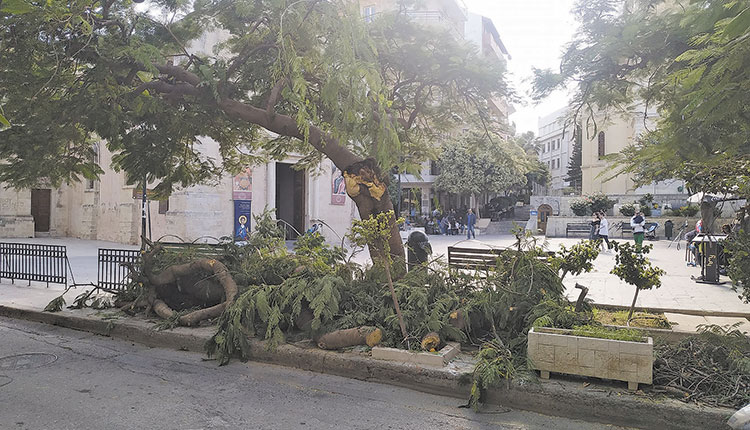 ΟΙ ΝΕΕΣ ΠΤΩΣΕΙΣ ΦΕΡΝΟΥΝ ΚΙ ΑΛΛΕΣ ΚΟΠΕΣ Ανθίζουν τα... «γιατί» και οι ανησυχίες για τα δέντρα