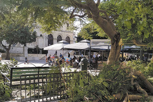 ΟΙ ΝΕΕΣ ΠΤΩΣΕΙΣ ΦΕΡΝΟΥΝ ΚΙ ΑΛΛΕΣ ΚΟΠΕΣ Ανθίζουν τα... «γιατί» και οι ανησυχίες για τα δέντρα