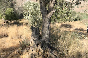 Έκαναν... καυσόξυλα τις ελιές του δήμου