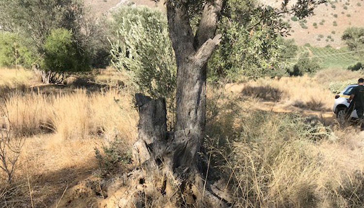 Έκαναν... καυσόξυλα τις ελιές του δήμου