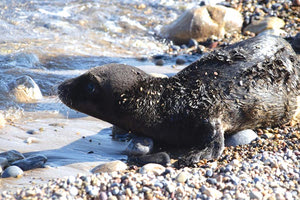 ΕΣΩΣΑΝ ΤΗ ΜΙΚΡΗ ΦΩΚΙΑ Ο “Μίνωας” γεννήθηκε στην Κρήτη