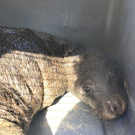 Ο Μίνωας βρέθηκε στον Κουρεμένο χωρίς τη μητέρα του