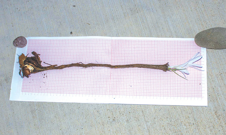 Colchicum balansae