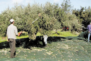Επισπεύδουν την ελαιοκομική περίοδο οι ελλείψεις σε εργάτες γης