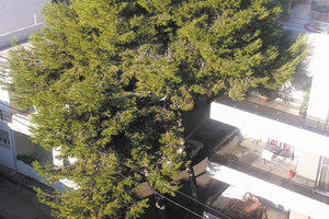 ΑΝΤΙΔΡΑΣΕΙΣ ΑΠΟ ΚΑΤΟΙΚΟΥΣ Θυσιάζονται κι άλλα δέντρα στην πόλη