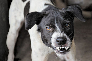Έχει ξεφύγει η κατάσταση με τα επιθετικά αδέσποτα σκυλιά τα οποία κάποιοι απαράδεκτοι έχουν εγκαταλείψει στον δρόμο