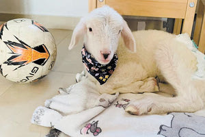 Η Βούλα μένει σε διαμέρισμα μέχρι να απογαλακτιστεί