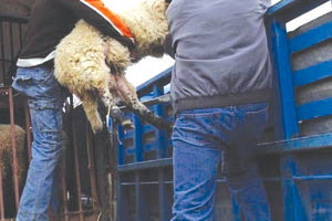 Στον 30χρονο και τουλάχιστον δύο συνεργούς του, που δεν έχουν ταυτοποιηθεί, αποδίδεται, η ζωοκλοπή (φωτό αρχείου)