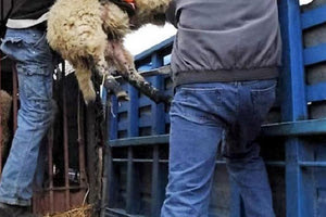 Στην Ένωση Ασημίου είχε «καβατζώσει» το κλεμμένο αγροτικό για τη ζωοκλοπή 