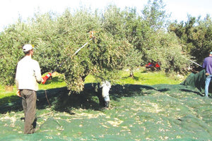 Πραμένει άλυτο το ζήτημα της έλλειψης εργατών