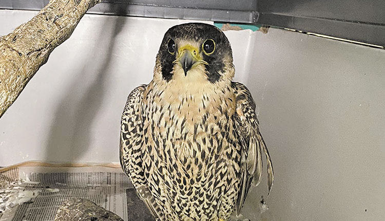 δεν θα ξαναπεταξουν