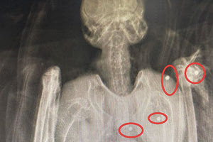 δεν θα ξαναπεταξουν