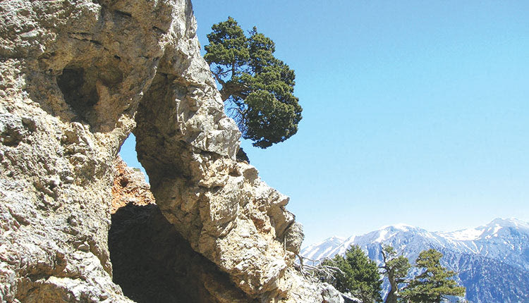 Η βιοποικιλότητα της Κρήτης τίθεται στο επίκεντρο