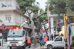 Κραυγή αγωνίας από αναγνώστρια της “Π”: Κάντε κάτι με τα πεύκα στον Μασταμπά! Έχουν πάρει φόρα και θα τα βγάλουν όλα και δεν θα μείνει πευκοβελόνα!