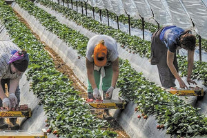 Λύσεις μέσω… Αιγύπτου βρέθηκαν για τους εργάτες γης