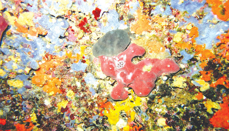 ΑΠΟ ΕΡΕΥΝΗΤΕΣ ΤΗΣ ΚΡΗΤΗΣ Ένα παγκόσμιο σύστημα των οικοσυστημάτων!