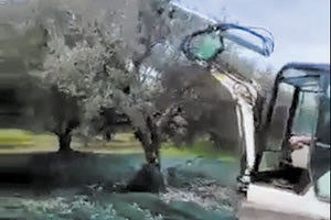 Ελαιοραβδιστικό που δεν… παλεύεται