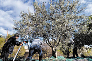 Προβλήματα με τη λειτουργία της ηλεκτρονικής πλατφόρμας για την καταβολή των επιδοτήσεων