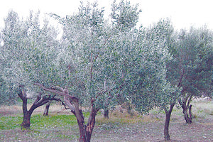 Στα δικαστήρια η συνέχεια για την ιδιοκτησία του λιόφυτου