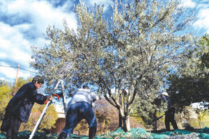 Αυξάνονται οι περιπτώσεις που άγνωστοι ραβδίζουν ελιές τρίτων για να πάρουν το λάδι