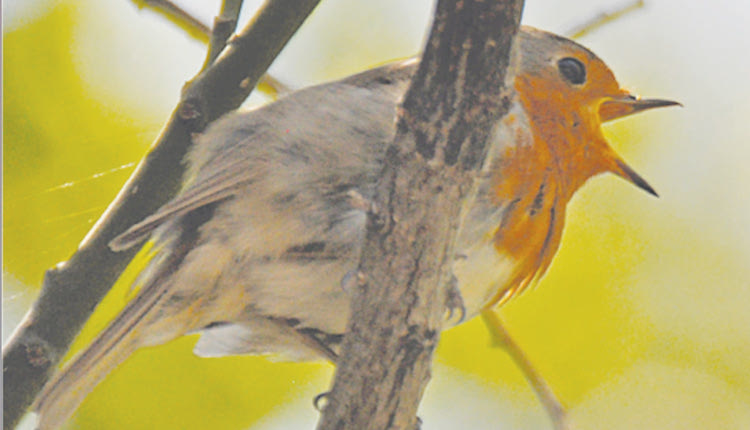 Κοκκινολαίμης