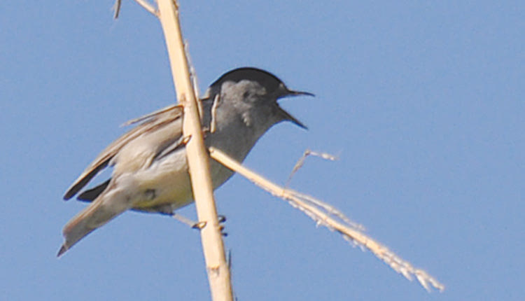 Ο μαυροσκούφης έχει κατακτήσει την Κρήτη