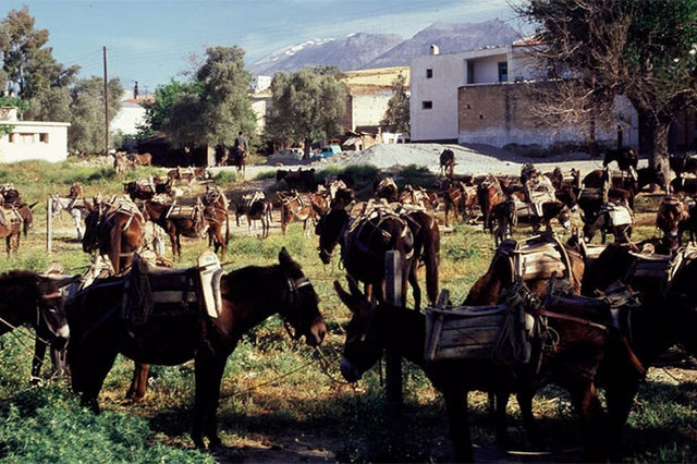 ΦΩΤΟΗΜΕΡΑΣ: 1968, στο παζάρι των Μοιρών. Παρκαρισμένα τα γαϊδουράκια...