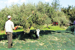 ΠΡΟΒΛΗΜΑ ΣΤΙΣ ΕΤΑΙΡΕΙΕΣ Άφησαν τα έργα για τις... ελιές