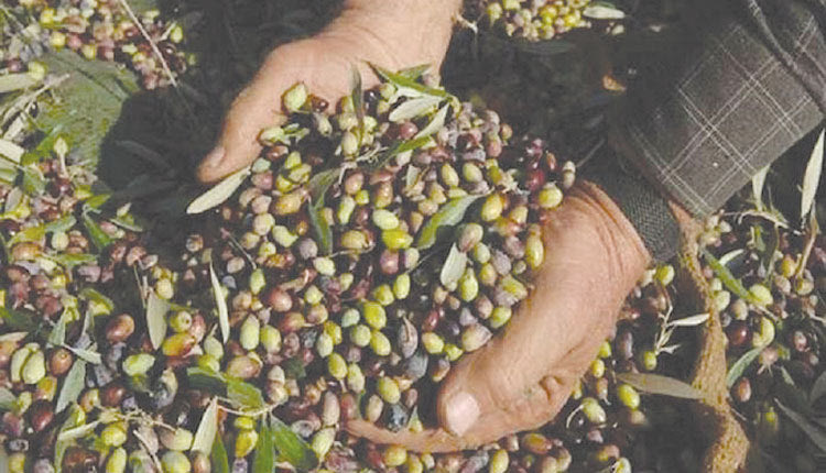 ΠΡΟΒΛΗΜΑ ΣΤΙΣ ΕΤΑΙΡΕΙΕΣ Άφησαν τα έργα για τις... ελιές