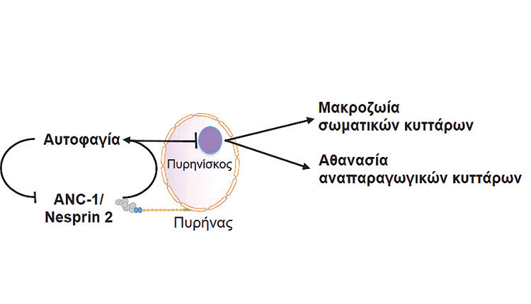 Έναν νέο μοριακό μηχανισμό που ρυθμίζει τη γήρανση και την αναπαραγωγή αποκαλύπτουν ερευνητές του ΙΜΒΒ-ΙΤΕ