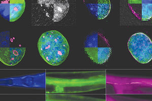 Μηχανισμό που ρυθμίζει τη γήρανση και την αναπαραγωγή ανακάλυψαν ερευνητές του ΙΤΕ
