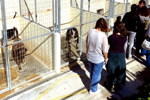 Το κυνοκομείο του Δήμου Ηρακλείου