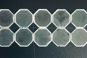 Υδατοκαλλιέργεια