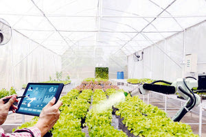 θερμοκηπιακές καλλιέργειες