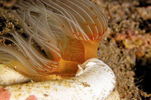 Στο ΕΛΚΕΘΕ φτιάχνουν σκουλήκια-ρομπότ