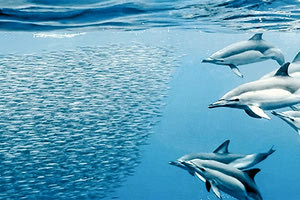 «Μεσόγειος: πολιορκημένη θάλασσα», του πολυβραβευμένου σκηνοθέτη Fred Fougea,