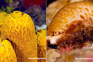 Οι σπόγγοι και τα γαστερόποδα μαλάκια με την Κλιματική αλλαγή