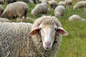 ΠΡΩΤΟΠΟΡΙΑΚΗ ΚΙΝΗΣΗ Το GPS οδήγησε στους... ζωοκλέφτες