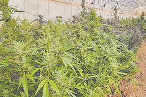 Η χασισοφυτεία με τα 750 δενδρύλλια είχε αναπτυχθεί σε θερμοκήπιο με αγγουριές. Στο δεύτερο θερμοκήπιο υπήρχε αποξηραντήριο, ενώ βρέθηκαν 30 κιλά αποξηραμένης κάνναβης.