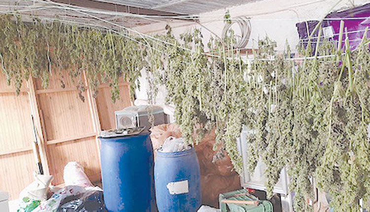 Η χασισοφυτεία με τα 750 δενδρύλλια είχε αναπτυχθεί σε θερμοκήπιο με αγγουριές. Στο δεύτερο θερμοκήπιο υπήρχε αποξηραντήριο, ενώ βρέθηκαν 30 κιλά αποξηραμένης κάνναβης.