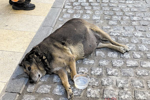 Είναι παρήγορη η εξοικείωση των ανθρώπων του κέντρου του Ηρακλείου (επισκεπτών, εργαζομένων και καταστηματαρχών) με τα αδέσποτα.