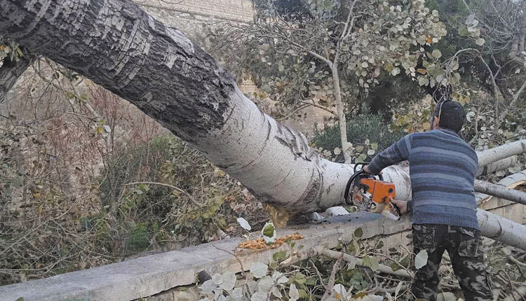 ΜΕΤΑ ΤΟ ΠΕΥΚΟ ΚΑΙ ΜΙΑ ΛΕΥΚΑ… ΠΡΟΔΟΘΗΚΕ ΑΠΟ ΤΗ ΡΙΖΑ ΤΗΣ Νέα πτώση δέντρου απείλησε 70χρονο