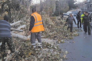 ΜΕΤΑ ΤΟ ΠΕΥΚΟ ΚΑΙ ΜΙΑ ΛΕΥΚΑ… ΠΡΟΔΟΘΗΚΕ ΑΠΟ ΤΗ ΡΙΖΑ ΤΗΣ Νέα πτώση δέντρου απείλησε 70χρονο