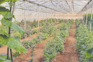 Στη φυλακή και οι τρεις Κρητικοί για τις φυτείες στα θερμοκήπια