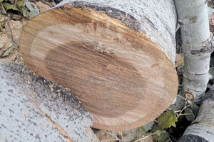 ΜΕΤΑ ΤΗΝ ΠΤΩΣΗ Η λεύκα... ξαναχτύπησε το καμπανάκι κινδύνου