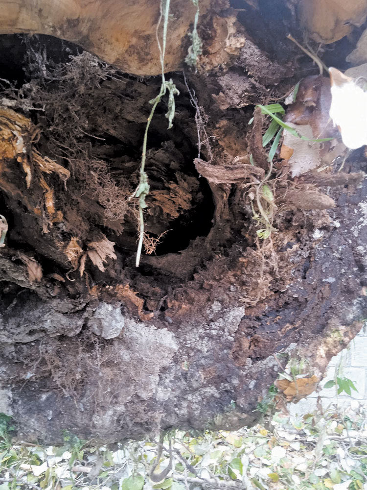 ΜΕΤΑ ΤΗΝ ΠΤΩΣΗ Η λεύκα... ξαναχτύπησε το καμπανάκι κινδύνου